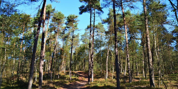 Foto: Frisse ochtendwandeling over Majuba en Scherpenberg