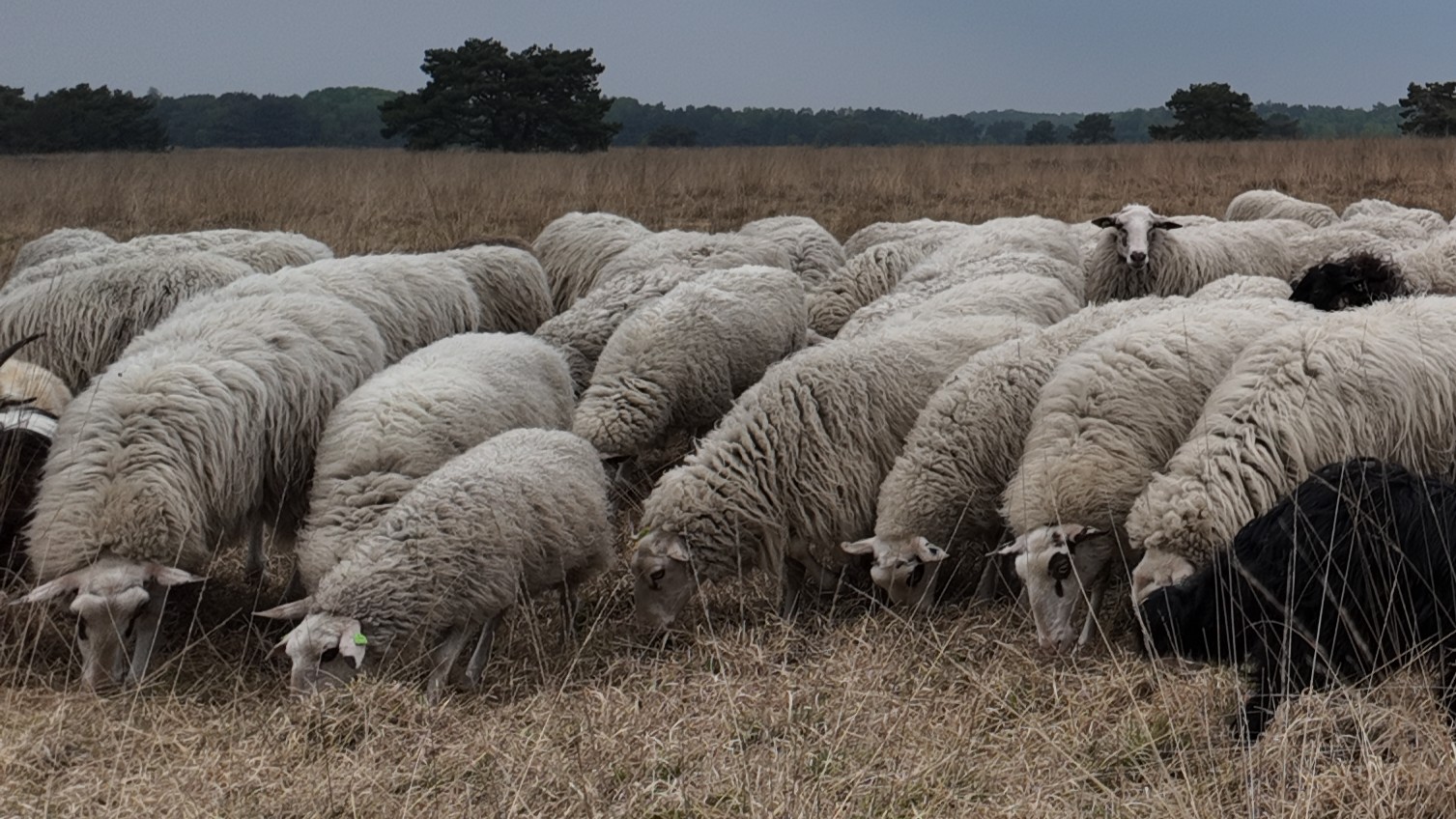Foto: Dit is waarom er geen schapen meer grazen in de Harderwijkse stadsweides