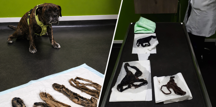 Foto: Hond uit Nunspeet eet zes onderbroeken op en dat valt niet helemaal lekker
