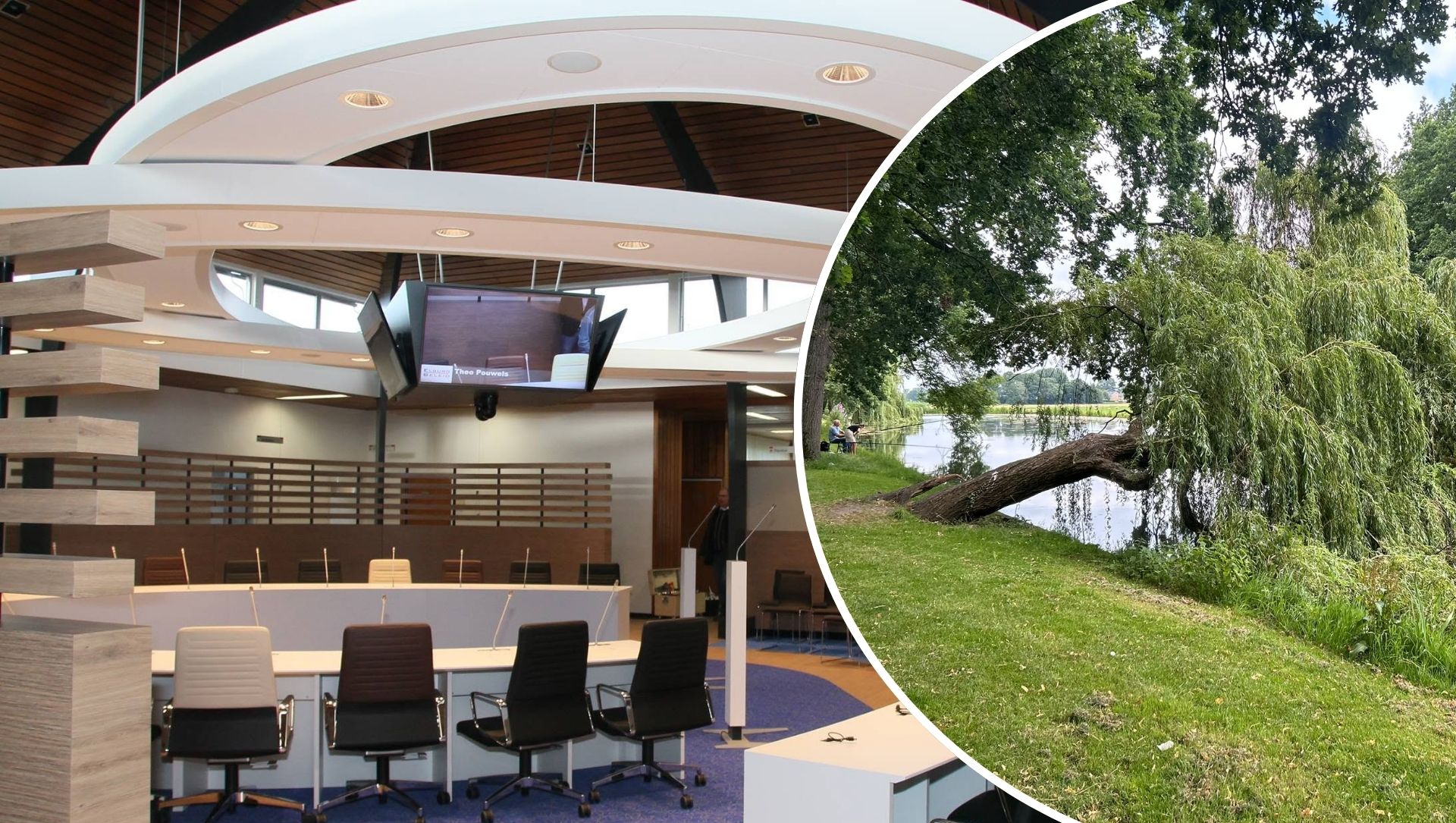 Foto: Boomexpert wil bekende treurwilg redden, gemeente ziet daarvan af