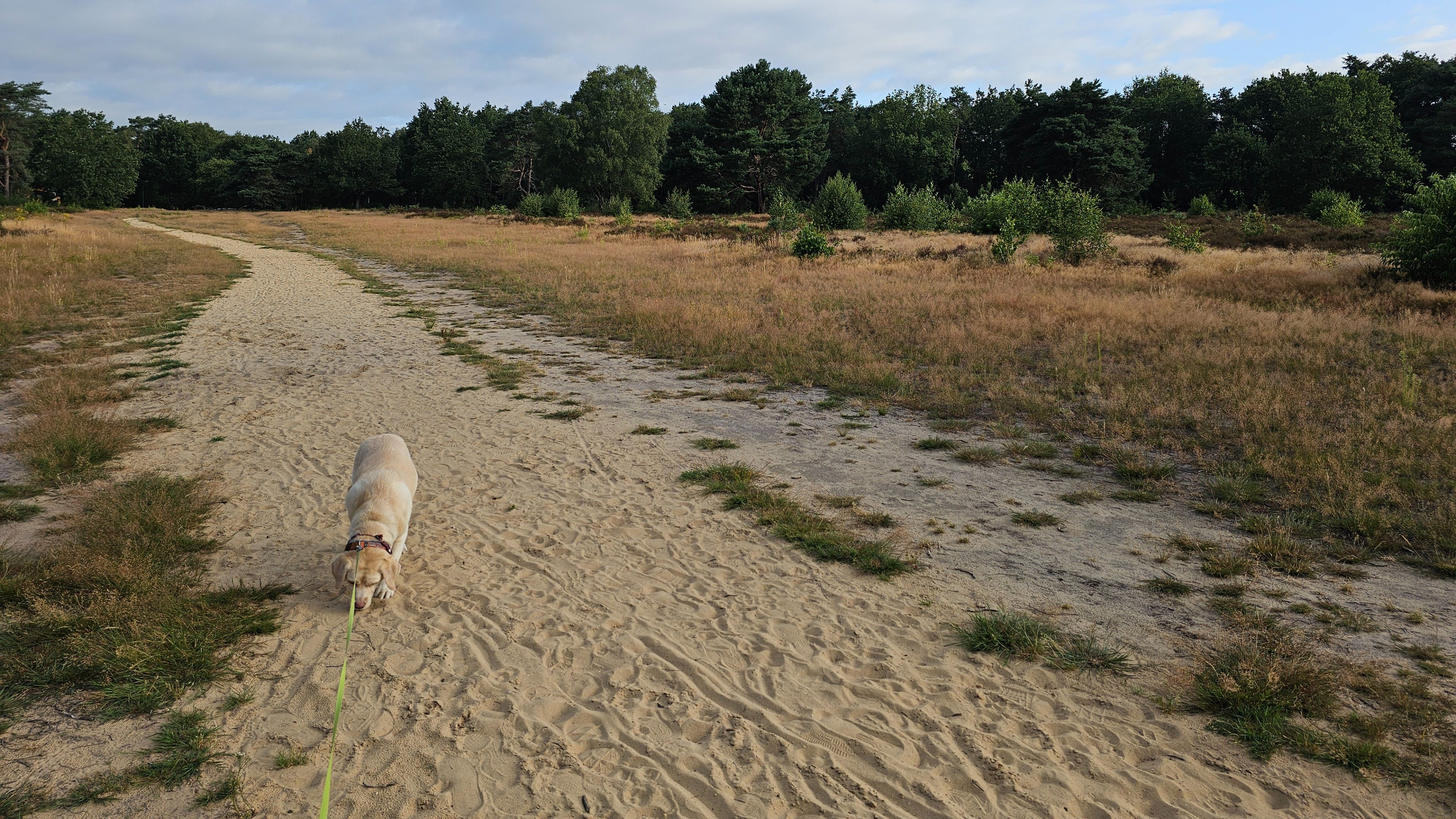 Foto: Zo kan iedere wandelaar meebouwen aan bijzonder natuurproject op de Krachtighuizerheide