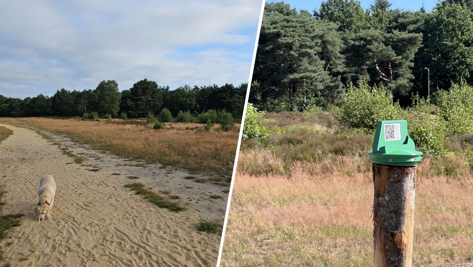 Foto: Zo kan iedere wandelaar meebouwen aan bijzonder natuurproject op de Krachtighuizerheide