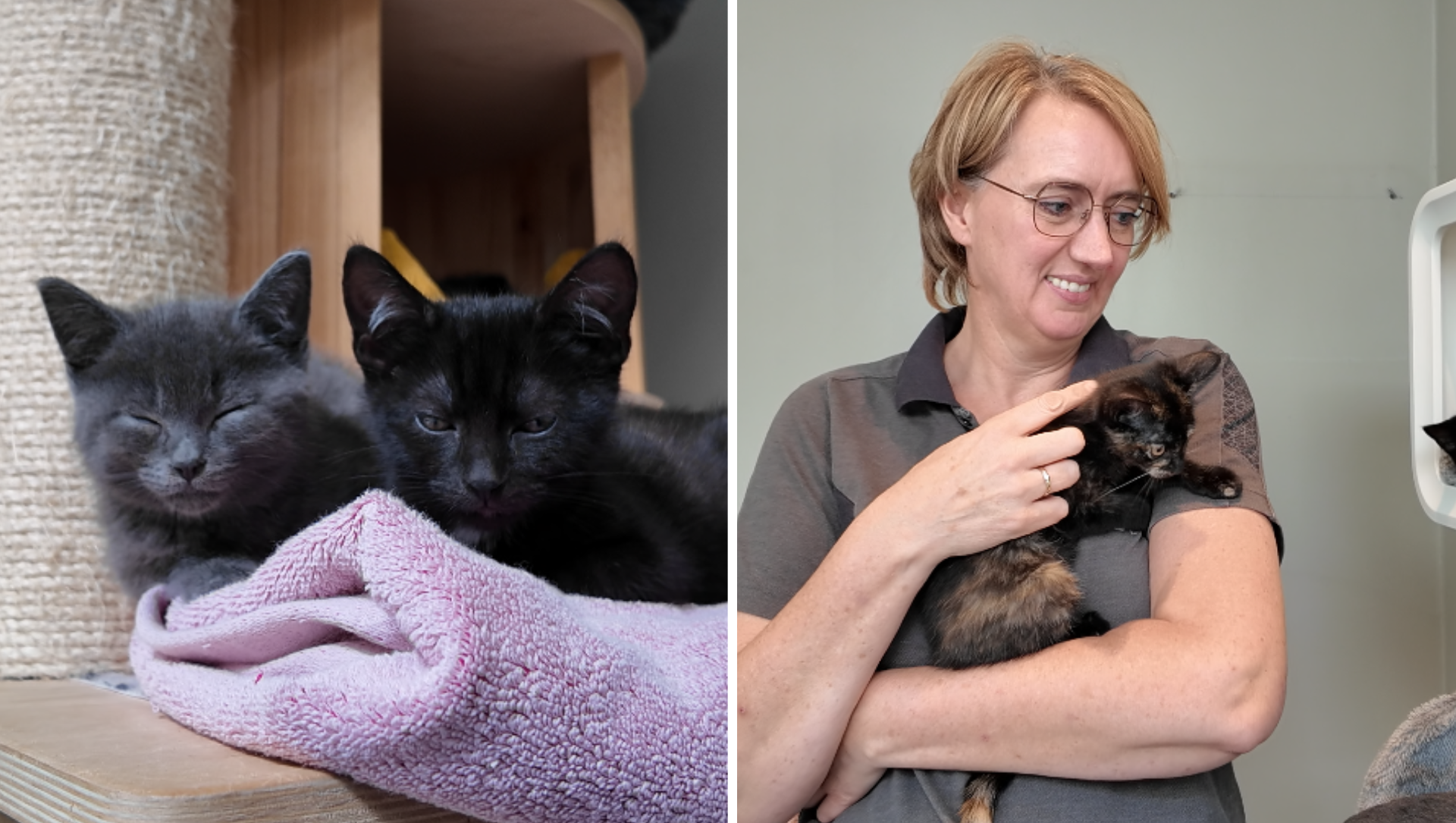 Foto: Dierencentrum de Ark zoekt dringend gastgezinnen voor kittens: 'We zitten propvol'