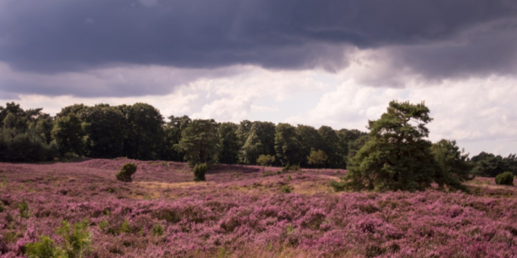 Foto: Wandelen over de bloeiende Tongerense Heide