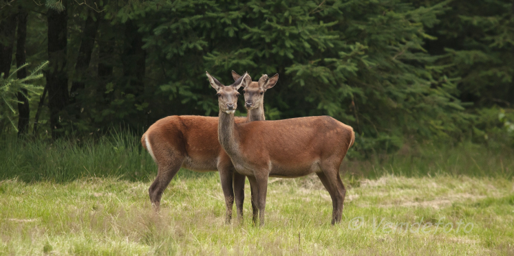 Foto: Wildobservatie over Erf van Daendels