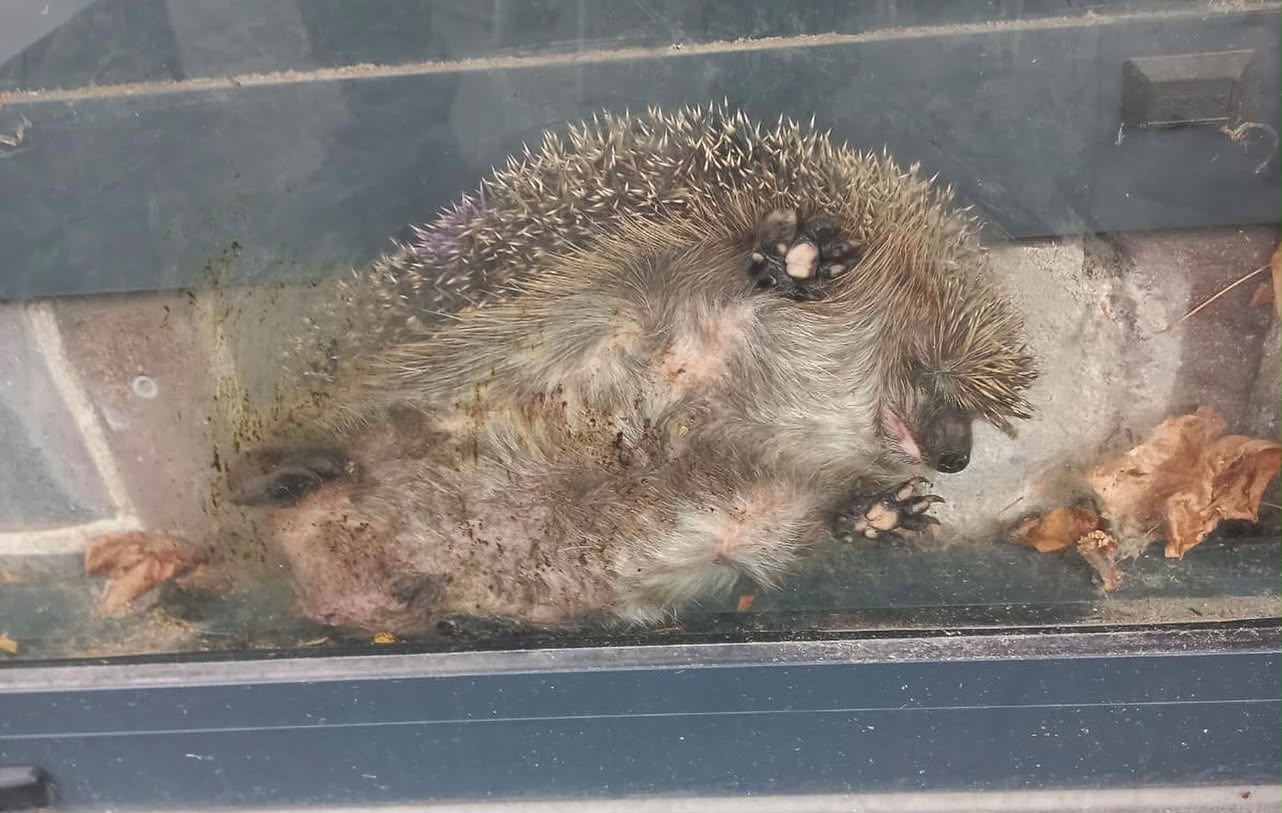 Foto: Bijzondere reddingsactie: egel zit muurvast achter glazen wand