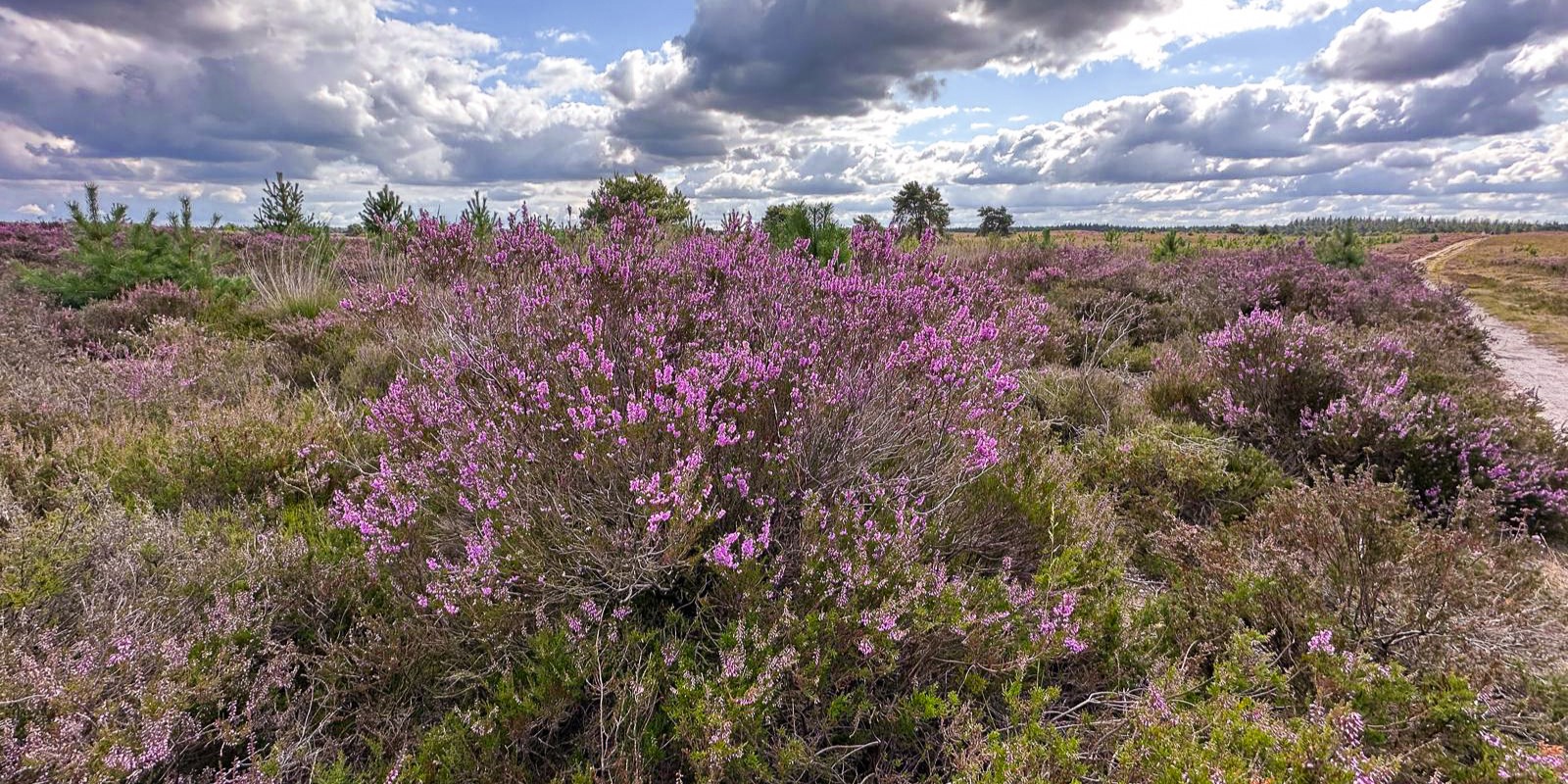Foto: Bloeiende heidewandeling, landgoed Staverden