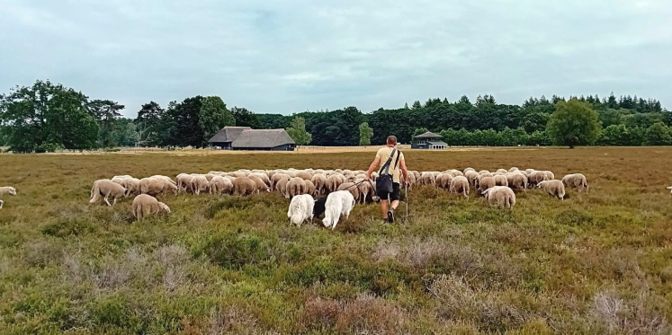 Foto: Ontmoet de herder en zijn schaapskudde