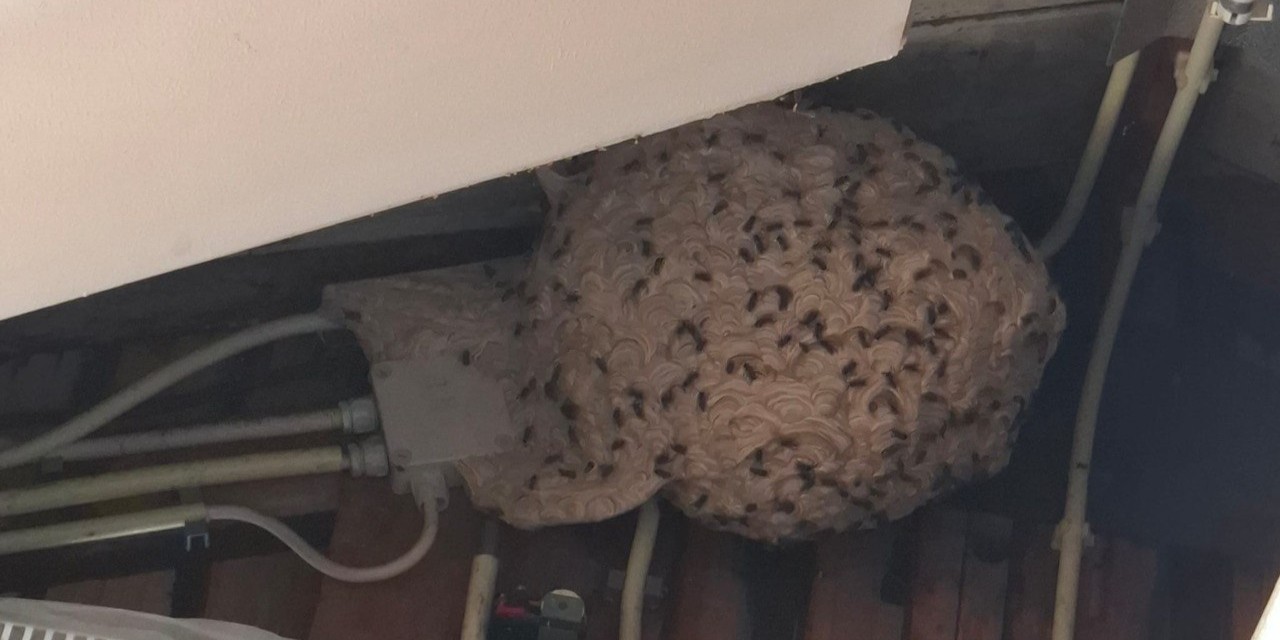Foto: Insectenplagen lopen "explosief" op in zomerhitte: Ongediertebestrijder krijgt honderden meldingen