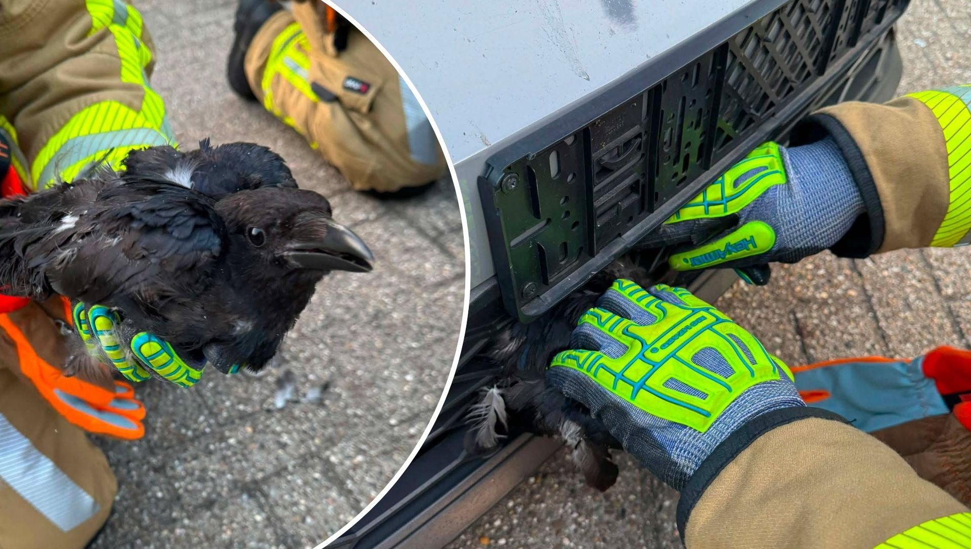 Foto: Kraai komt met de schrik vrij na aanrijding: brandweer haalt vogel uit autogrille