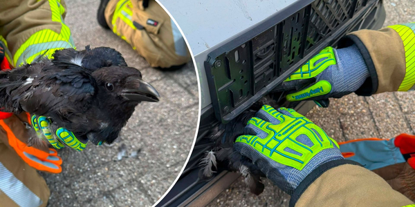 Foto: Kraai komt met de schrik vrij na aanrijding: brandweer haalt vogel uit autogrille