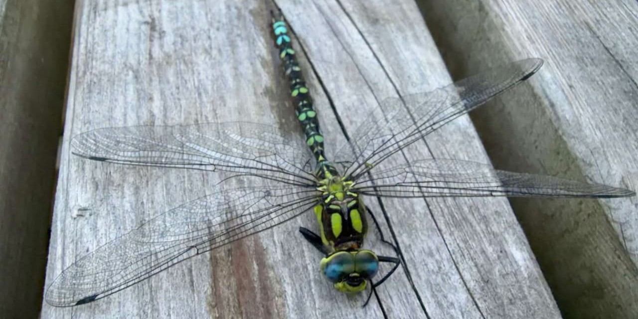 Foto: Insectenplagen lopen "explosief" op in zomerhitte: Ongediertebestrijder krijgt honderden meldingen