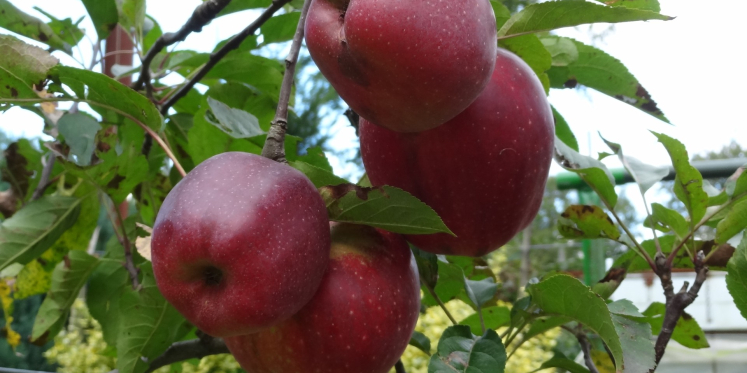 Foto: 250 hoogstamfruitbomen met hoge korting beschikbaar