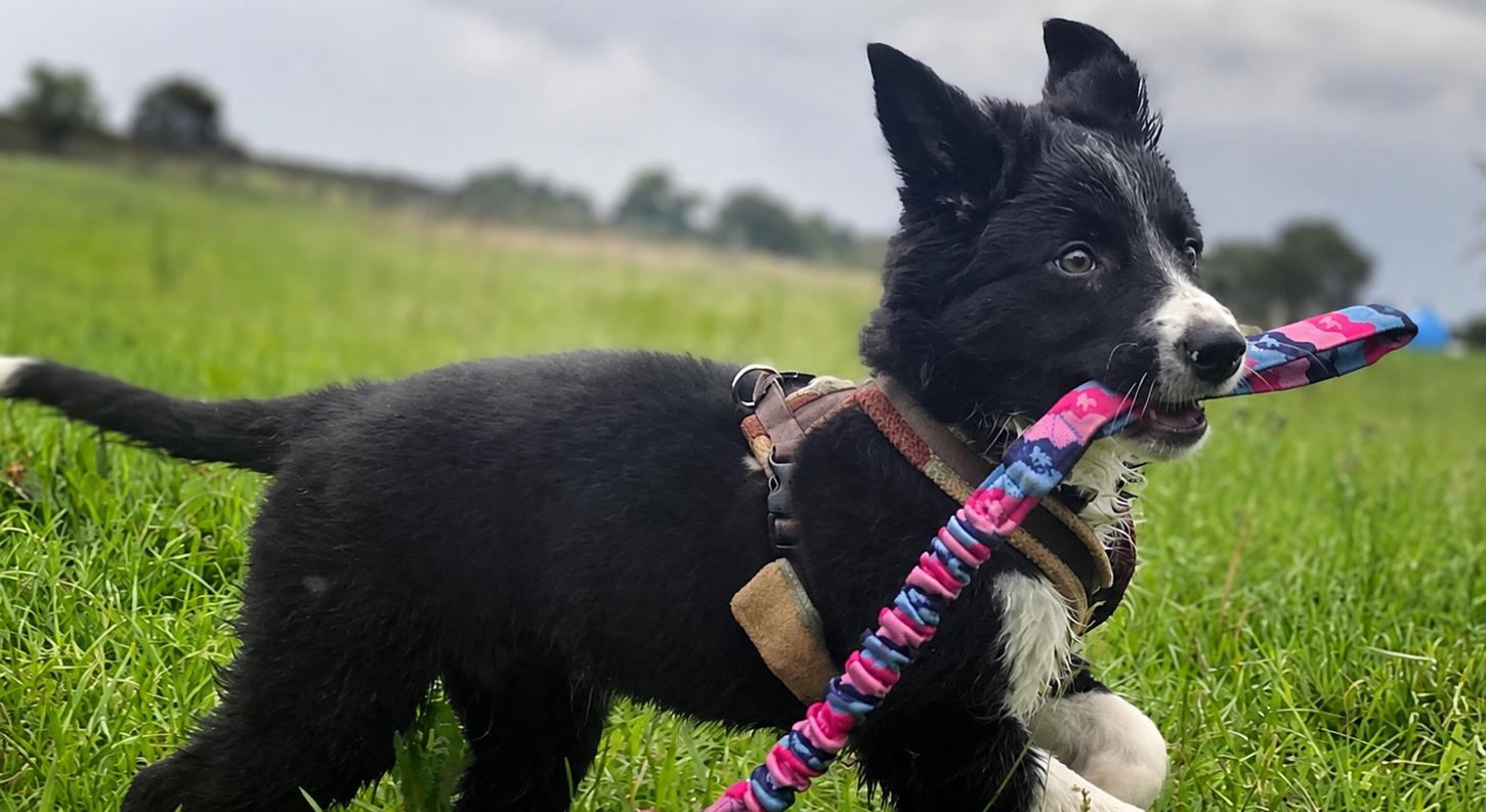 Foto: Pup Kiek loopt alvast warm voor haar baan bij de Elspeetse schaapskudde