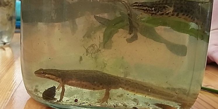Foto: Waterbeestjes zoeken in de vijver van de Nooterhof