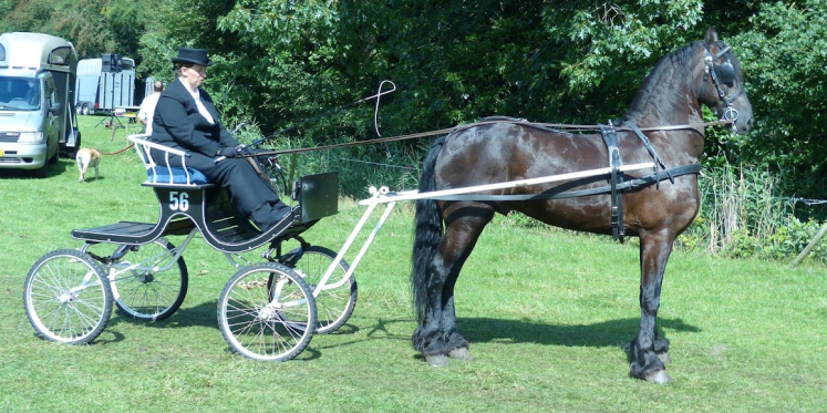 Foto: Fokdag en Concours van Warmbloedpaardenfokvereniging Oldebroek e.o.