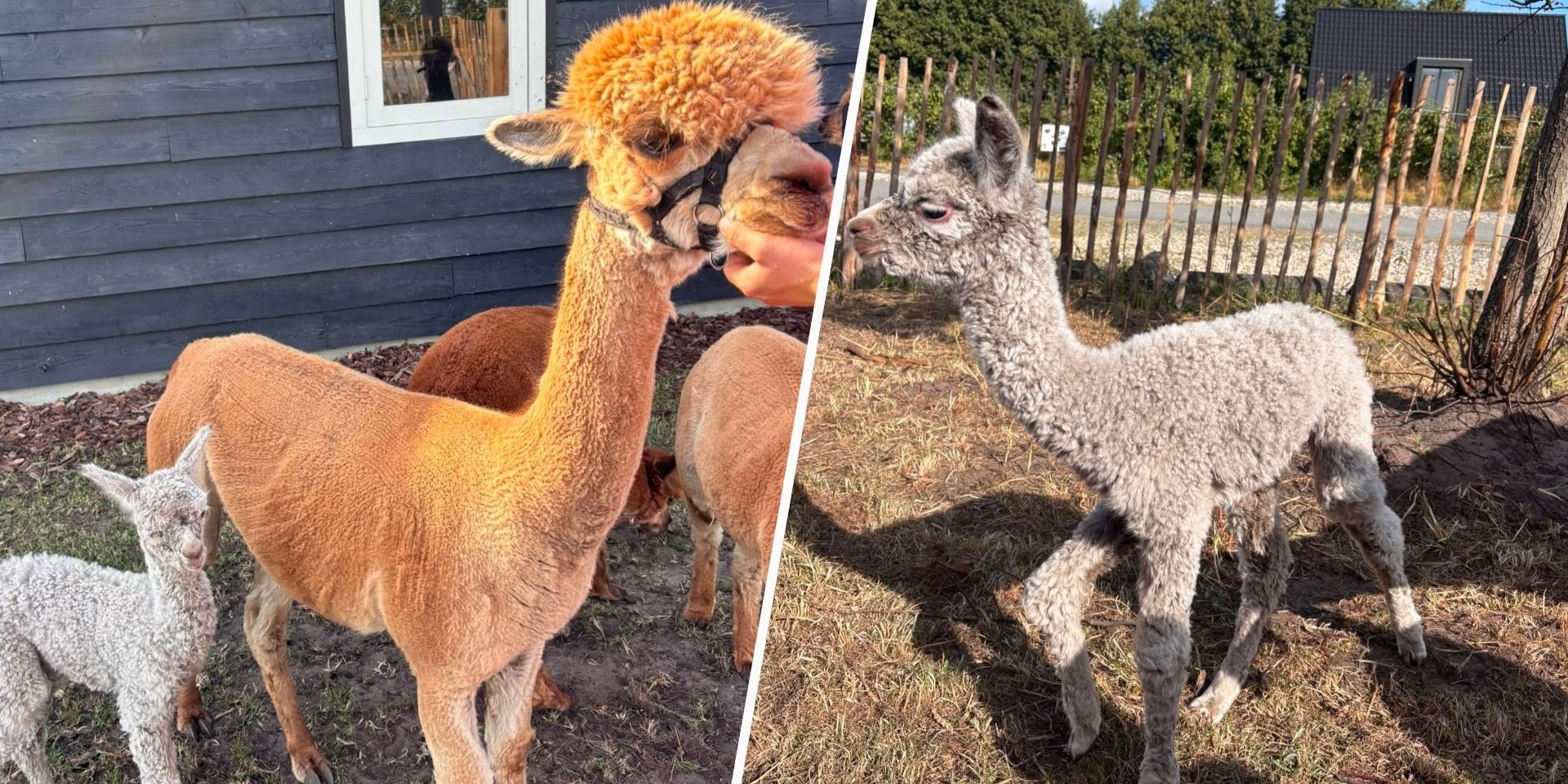 Foto: Oldebroek heeft er een nieuwe inwoner bij: alpacaveulen Lena is geboren