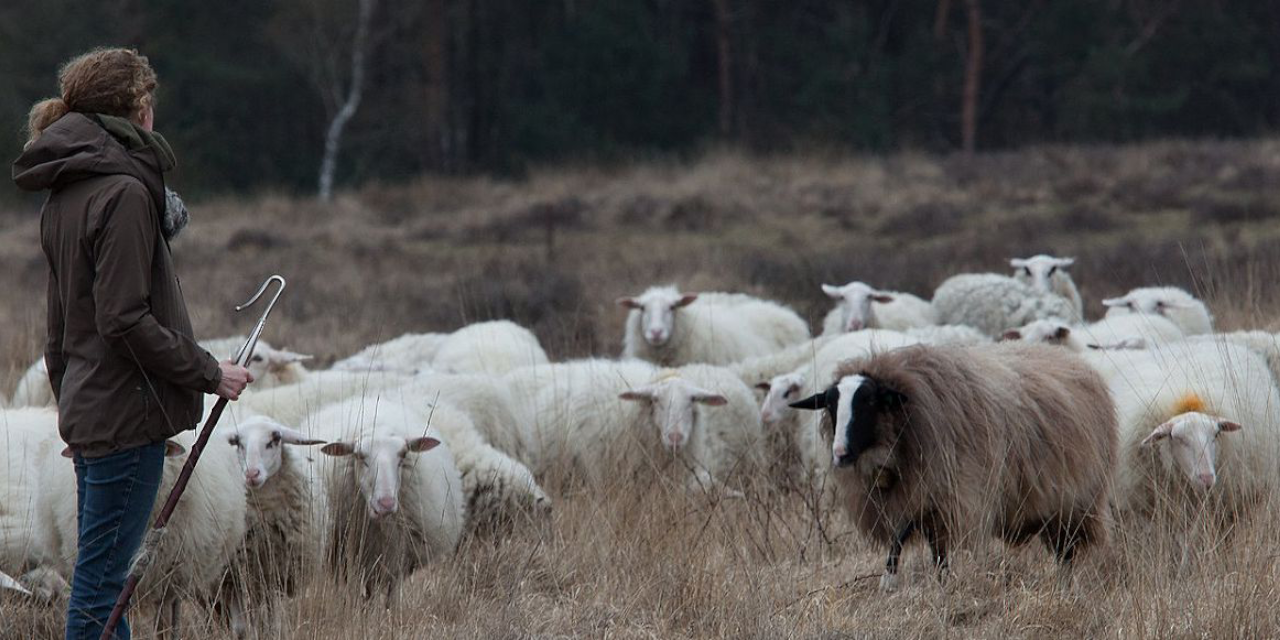 Schaapskudden hebben het zwaar door hitte en droogte: ‘Het begint zorgelijk te worden'