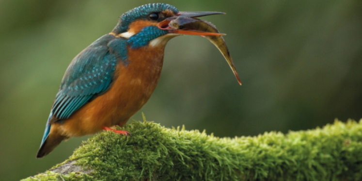 Foto: Vogelrijke gebieden rond Hattem centraal tijdens excursie