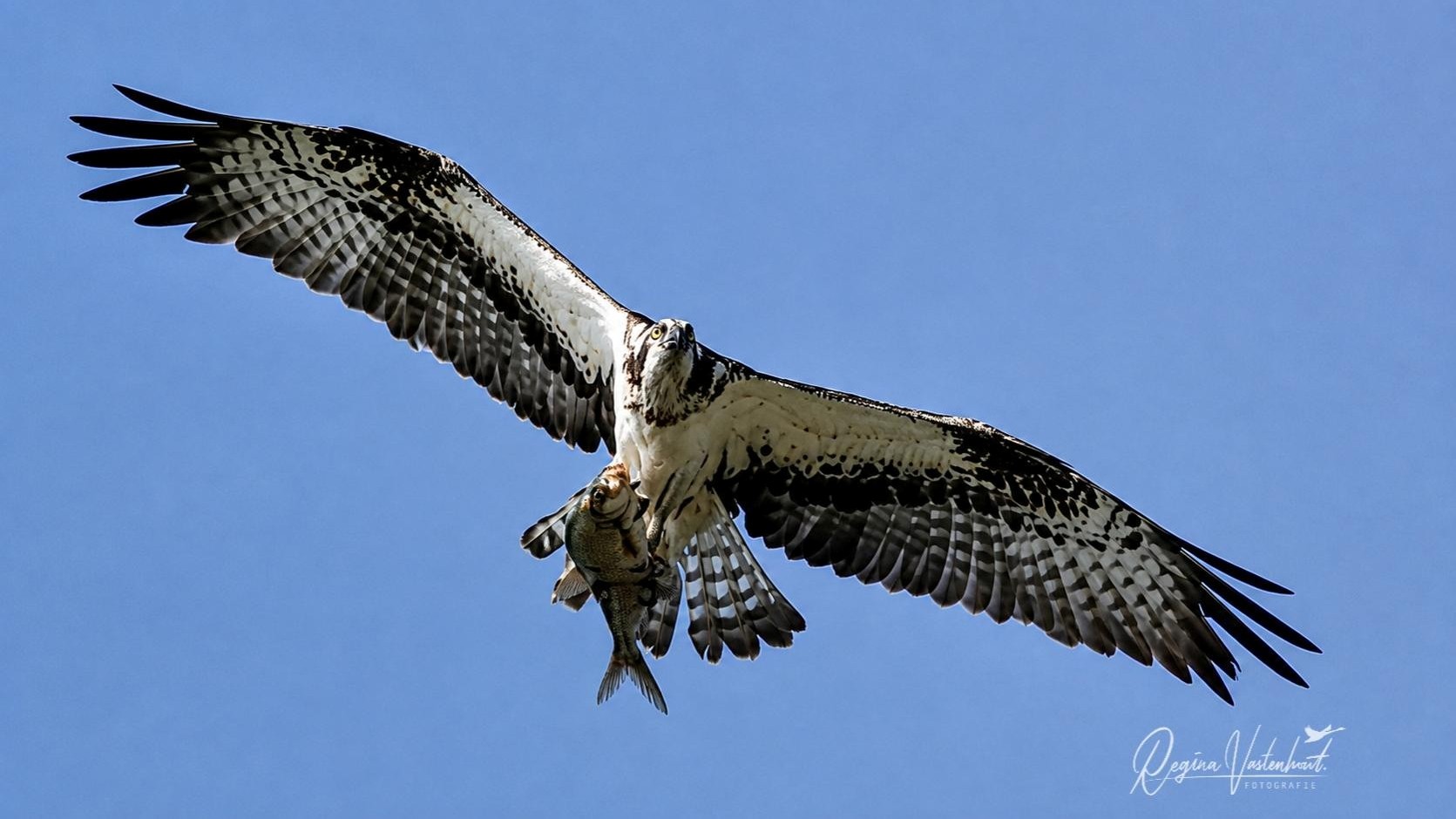 Foto: Zeldzame vogel cirkelt boven huis van Nunspeetse Regina: 'Ontzettend bijzonder'