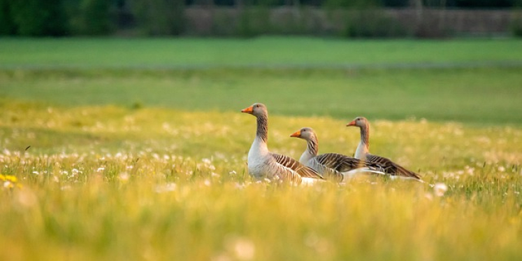 Foto: Column 'Er is altijd wel wat'