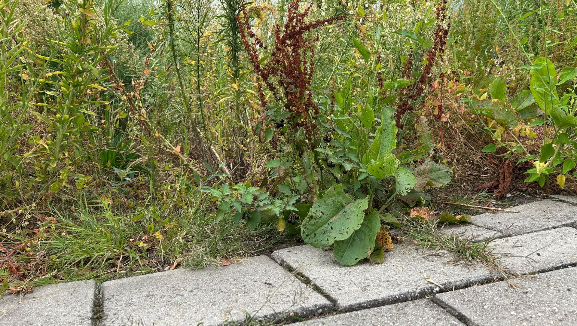 Foto: Harderwijk krijgt onkruid niet overal weg: ‘Op enkele plekken halen we de norm niet’