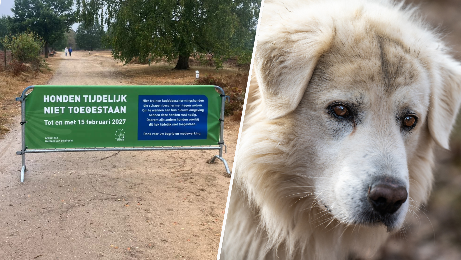 Foto: Tijdelijk hondenverbod op deel Ermelosche Heide vanwege twee Italiaanse nieuwkomers