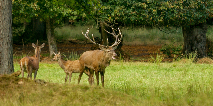 Foto: Hertenbronstexcursies op landgoed De Dellen