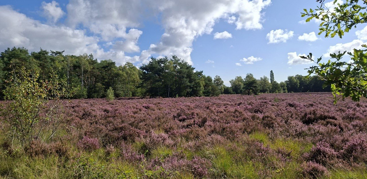 Foto: Naast paars kleurt de heide ook oranje en grijs: dit is wat het betekent