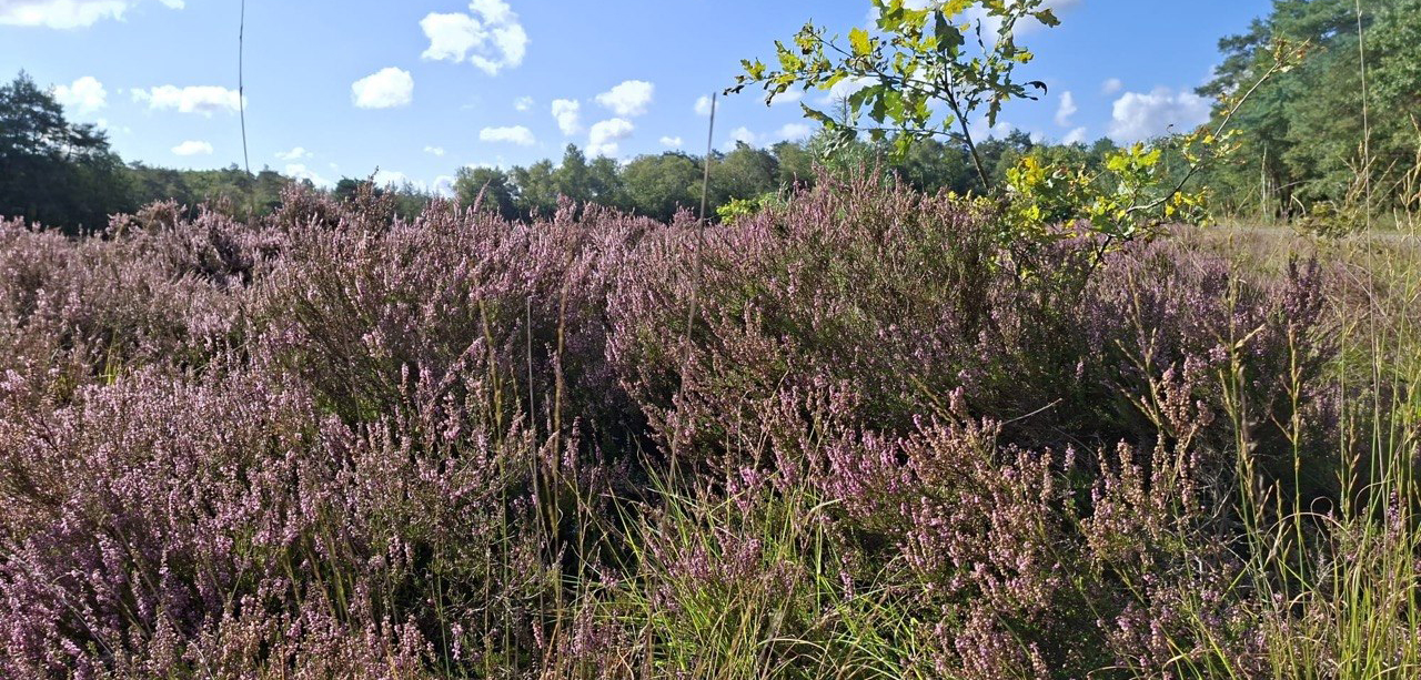 Foto: Naast paars kleurt de heide ook oranje en grijs: dit is wat het betekent