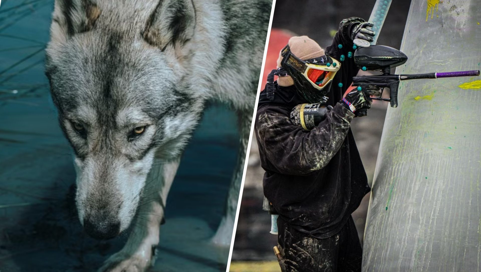 Foto: Gemeenten willen wolf met paintballgeweer verjagen, vergunning ontbreekt nog