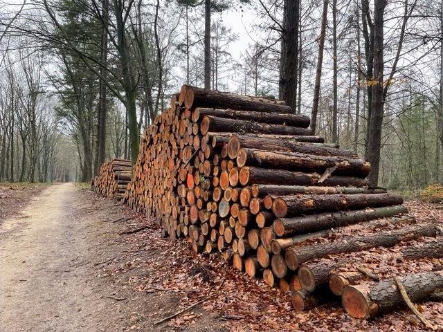 Foto: Duurder brandhout én verplicht zaagbewijs: gemeente houdt voet bij stuk