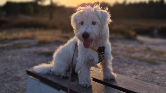 Foto: Daphne (31) voelt zich onveilig door jongens op fatbikes: ‘Laat me gewoon met mijn hond lopen’