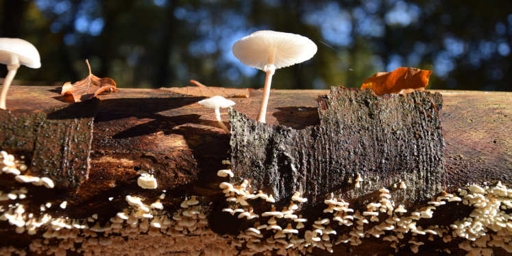 Foto: Paddenstoelenwandeling op landgoed De Dellen