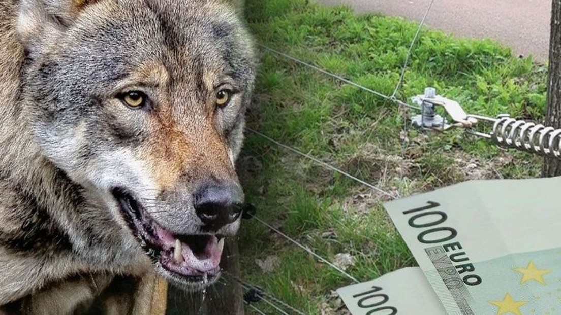 Foto: Te weinig wolfwerende maatregelen? Dan straks minder schadevergoeding bij aanvallen
