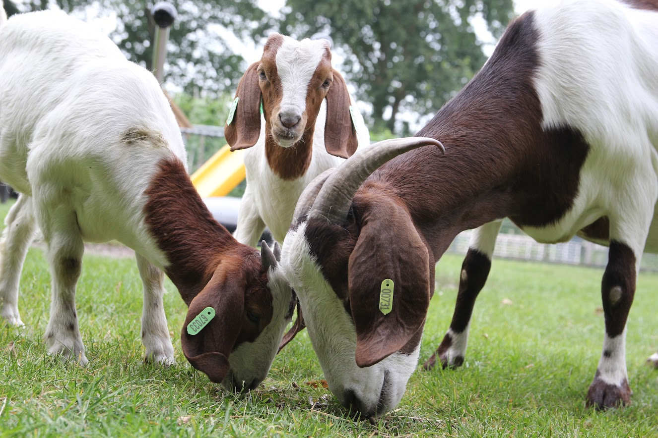 Foto: Dierendag op Kinderboerderij De Voskuilerhoeve