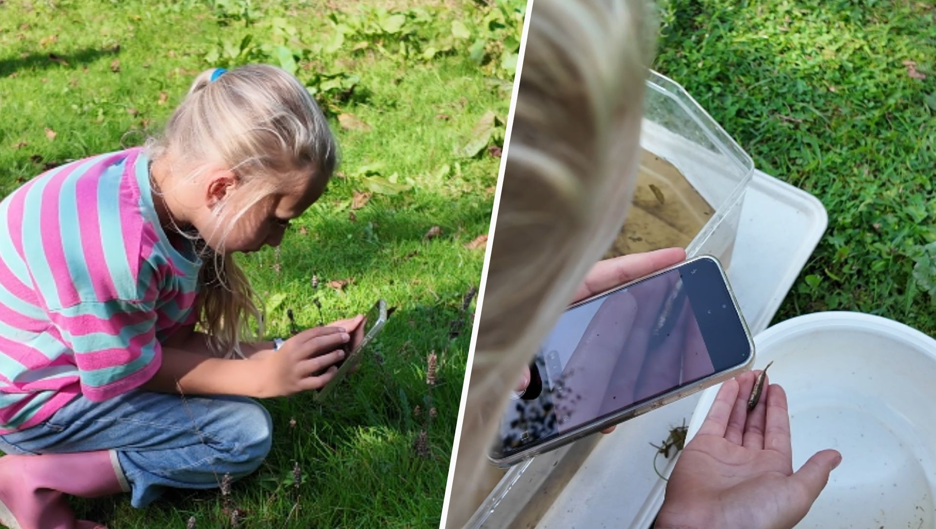 Foto: Op zoek tussen bladeren en planten: soortensafari in Nijkerkerveen