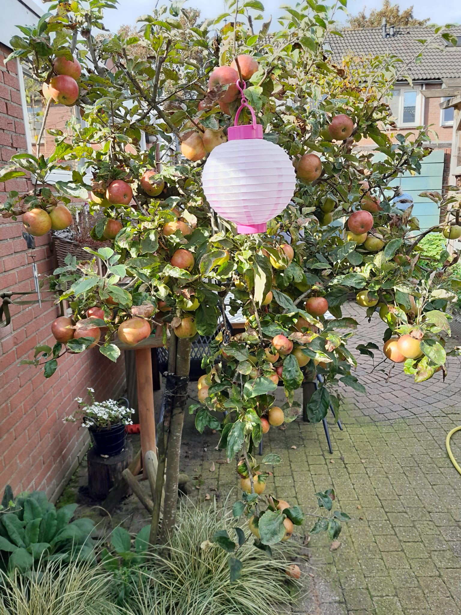 Foto: Column 'De boom die haar nog niet vergeten is'