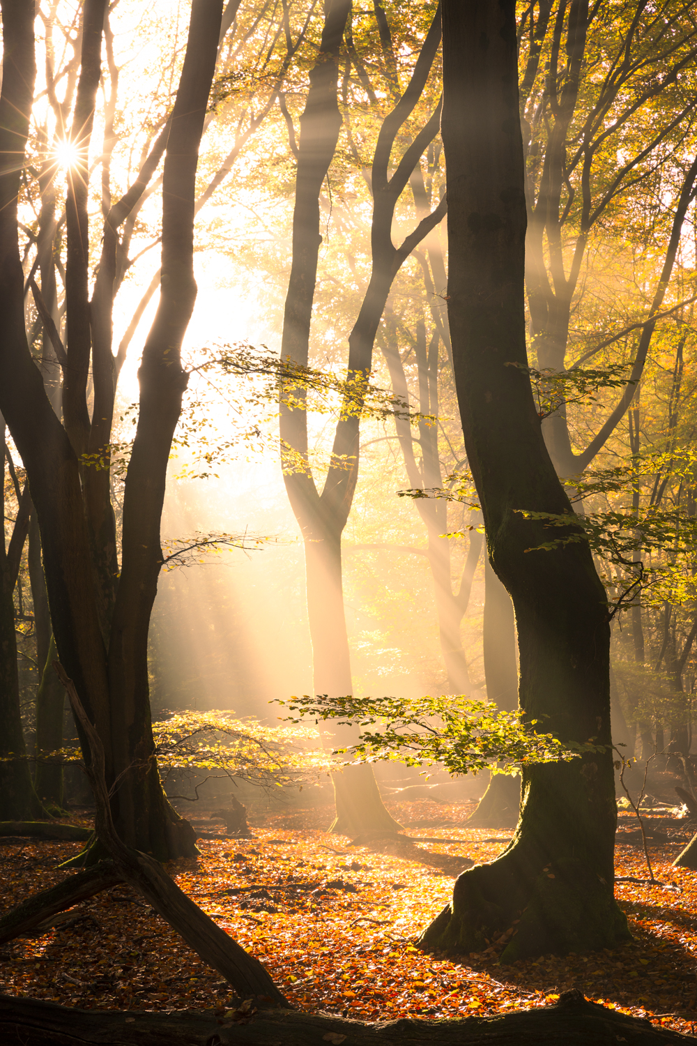 Foto: Hoe ziet het bos van morgen eruit? Nunspeet vraagt inwoners mee te denken