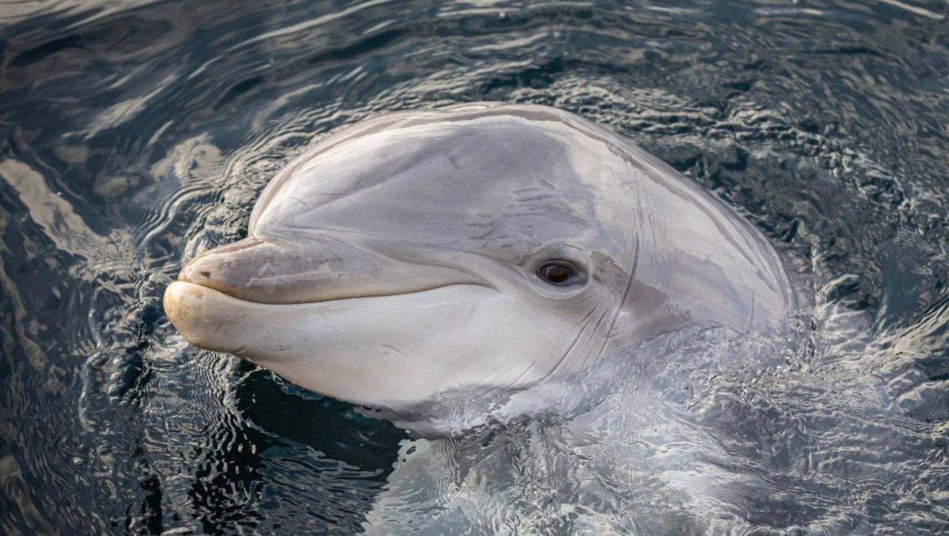 Foto: Dolfijnenshows onder vuur, maar rechter geeft Dolfinarium grotendeels gelijk