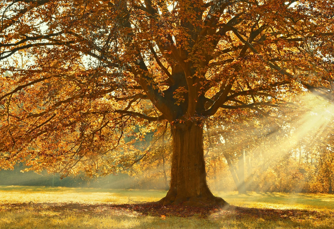 Foto: Column 'De herfst heeft ook een zonnige kant'