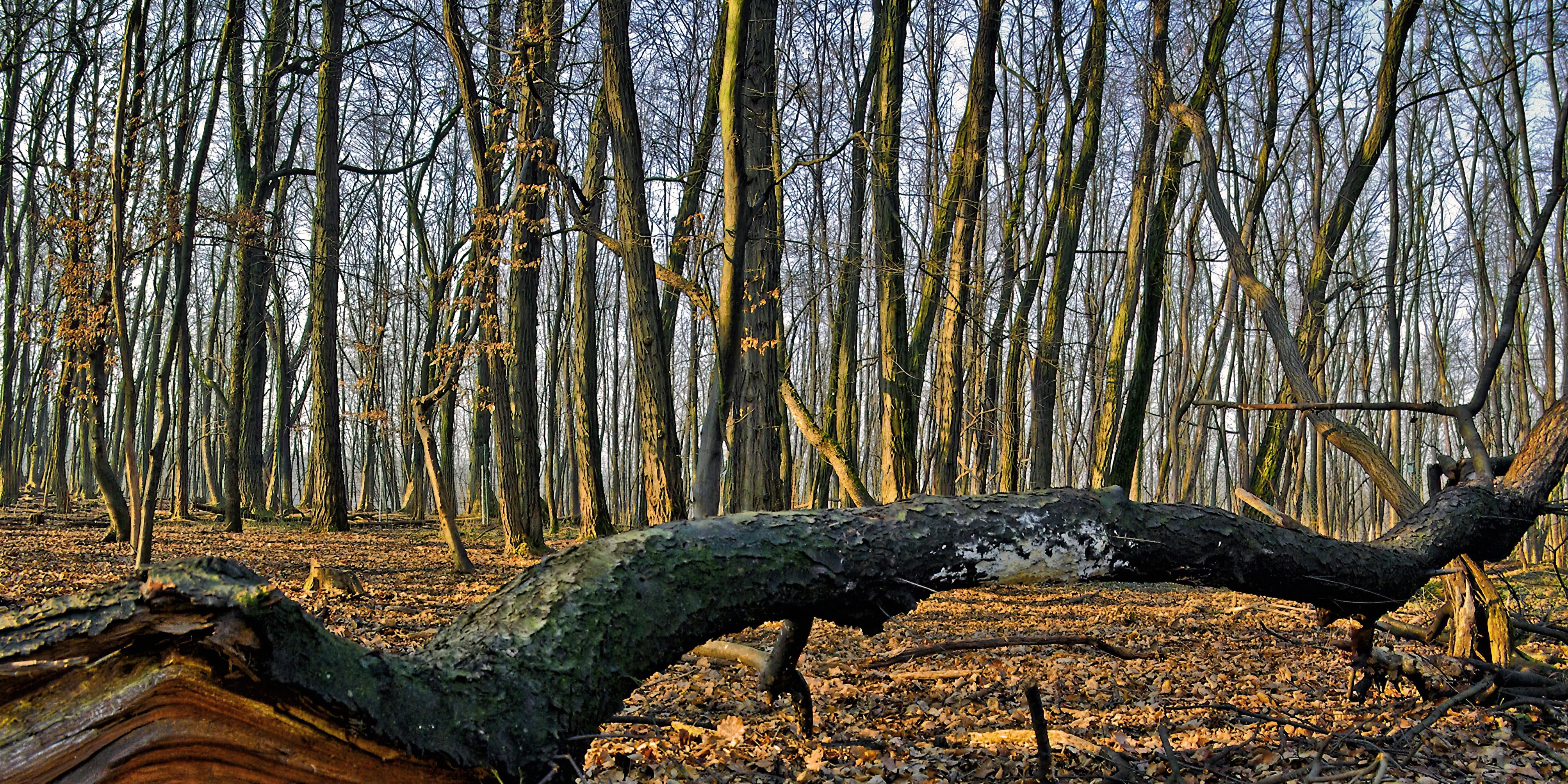 Foto: Bomen met een oranje stip verdwijnen uit Ermelose bossen: dit is waarom