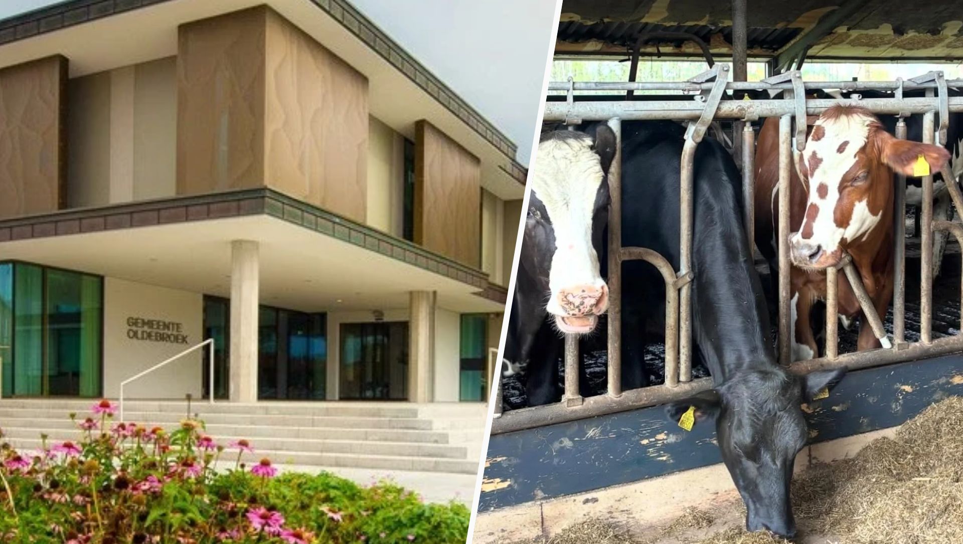Foto: Oldebroek maakt zich zorgen over stikstofplannen: ‘Boer moet kunnen blijven boeren’