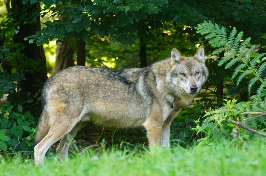 Foto: College Oldebroek maakt zich grote zorgen over aanwezigheid wolf