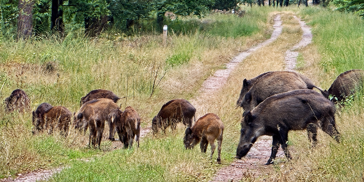 Foto: Wintertijd: wakker blijven voor wild op de weg