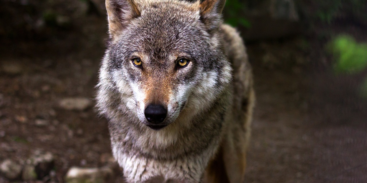 Foto: Ingezonden brief: ‘Hoeveel schapen moeten nog slachtoffer worden van de wolf?’