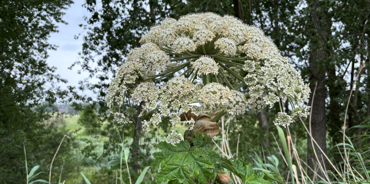 Foto: Bloeiende reuzenberenklauw? Meld het gauw!